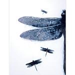 Darner Dragonfly (Anax junius) elevation view - Installation
© Kim Laurel • Monoprint on Dura-Lar film
